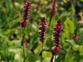 Persicaria amplexicaulis 'Taurus'