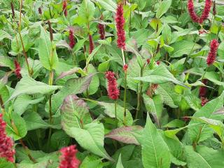 Persicaria amplexicaulis 'Vesuvius' ®