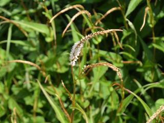 Persicaria amplexicaulis 'White Eastfield'