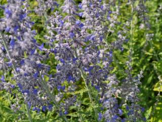 Perovskia atriplicifolia 'Lacey Blue ®