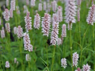 Bistorta officinalis (Persicaria)