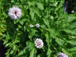 Persicaria bistorta 'Superba'