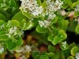 Persicaria hybride 'Kahil'