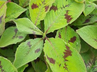 Persicaria filiformis