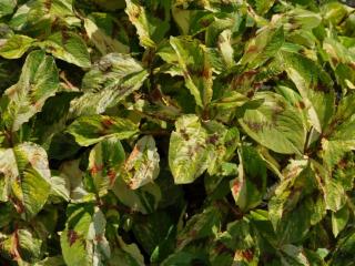 Persicaria filiformis 'Painter's Palette'