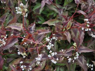 Persicaria microcephala 'Red Dragon'®