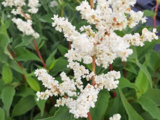 Persicaria polymorpha