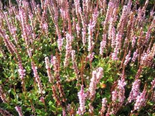 Persicaria vaccinifolium