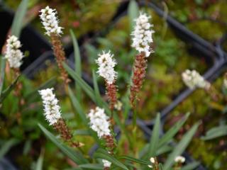 Persicaria vivipara