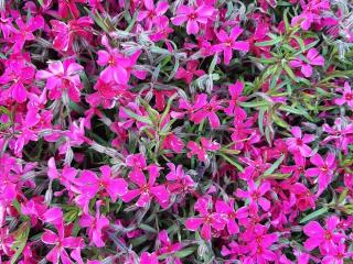 Phlox subulata 'Atropurpurea'