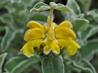 Phlomis crinita