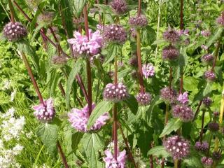 Phlomis tuberosa