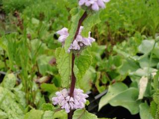 Phlomis tuberosa 'Amazona'