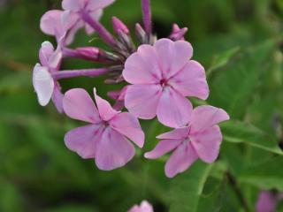 Phlox amplifolia 'Winnetou'