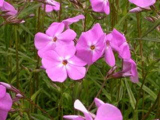 Phlox carolina 'Bill Baker'