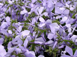 Phlox divaricata 'Clouds of Perfume'