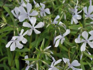 Phlox divaricata 'May Breeze'