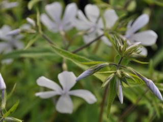 Phlox divaricata 'White Perfume'