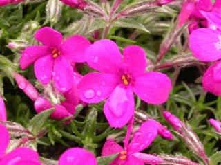 Phlox douglasii 'Crackerjack'