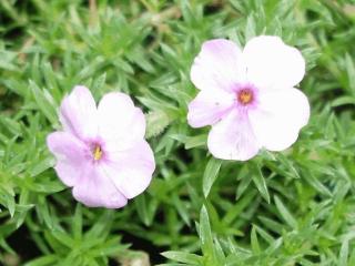 Phlox douglasii 'Lilac Cloud'