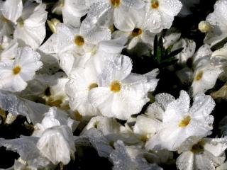 Phlox douglasii 'White Admiral'