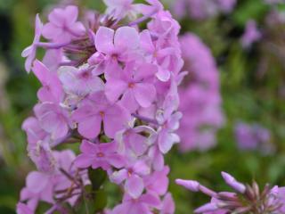 Phlox maculata 'Alpha'