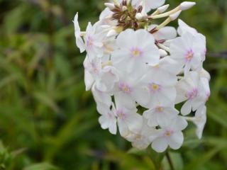 Phlox maculata 'Delta'