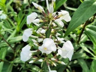 Phlox maculata 'Schneelawine'