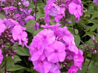 Phlox paniculata 'Amethyst'