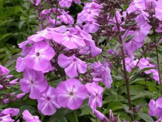 Phlox paniculata 'Blue Boy'