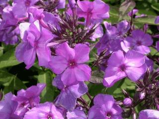 Phlox paniculata 'Blue Paradise'