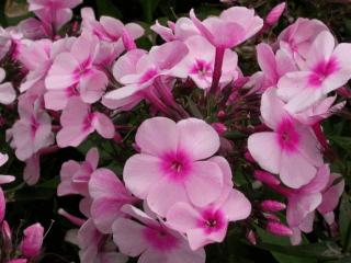 Phlox paniculata 'Bright Eyes'