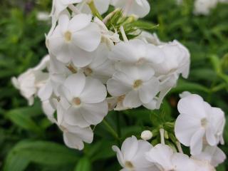 Phlox paniculata 'David'