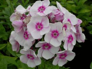 Phlox paniculata 'Europa'