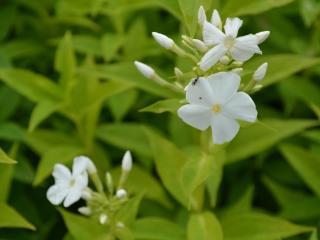 Phlox paniculata 'Fujiyama'