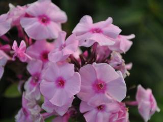 Phlox paniculata 'Herbstwalzer'