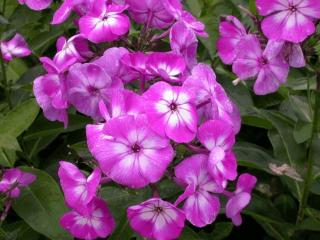 Phlox paniculata 'Laura'