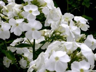 Phlox paniculata 'Rembrandt'