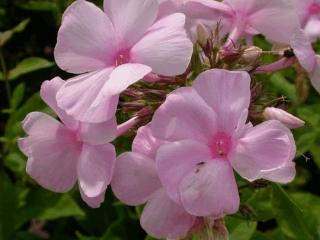 Phlox paniculata 'Rosa Pastell'