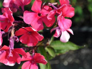 Phlox paniculata 'Starfire'