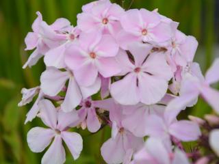 Phlox paniculata 'Utopia'