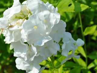 Phlox paniculata 'White Admiral'