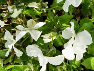 Phlox stolonifera 'Alba'