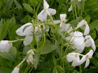 Phlox stolonifera 'Ariane'