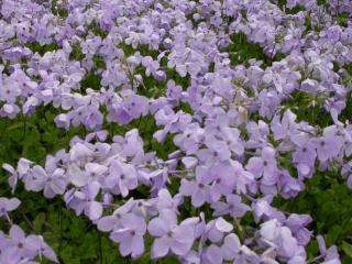 Phlox stolonifera 'Blue Ridge'