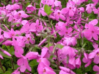 Phlox stolonifera 'Millstream' ('Pink Ridge')
