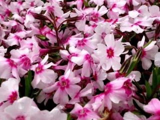 Phlox subulata 'Coral Eye'