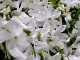 Phlox subulata 'Calvides White'