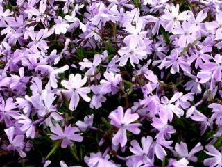 Phlox subulata 'Emerald Cushion Blue'