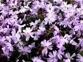 Phlox subulata 'Emerald Cushion Blue'